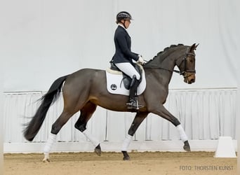 Hannoveriano, Yegua, 4 años, 166 cm, Castaño oscuro