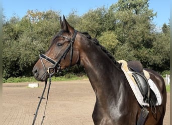 Hannoveriano, Yegua, 4 años, 166 cm, Morcillo