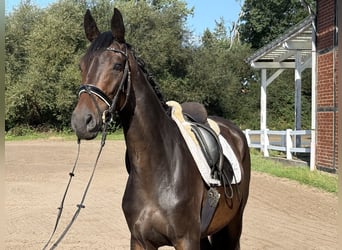 Hannoveriano, Yegua, 4 años, 166 cm, Morcillo