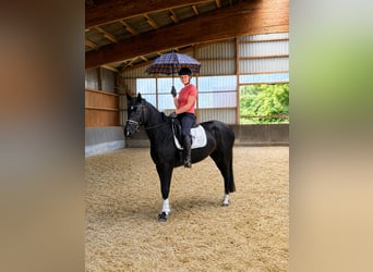 Hannoveriano, Yegua, 4 años, 166 cm, Negro