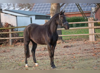 Hannoveriano, Yegua, 4 años, 166 cm, Negro