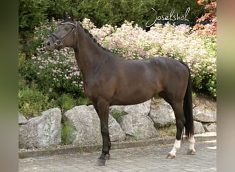 Hannoveriano, Yegua, 4 años, 166 cm, Negro