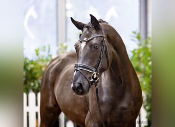 Hannoveriano, Yegua, 4 años, 166 cm, Negro