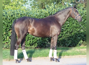 Hannoveriano, Yegua, 4 años, 167 cm, Castaño