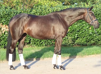 Hannoveriano, Yegua, 4 años, 167 cm, Castaño