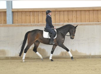 Hannoveriano, Yegua, 4 años, 167 cm, Castaño