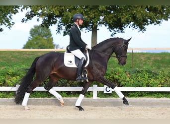Hannoveriano, Yegua, 4 años, 167 cm, Castaño oscuro