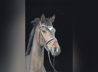 Hannoveriano, Yegua, 4 años, 167 cm, Castaño oscuro