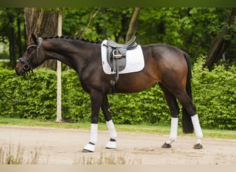 Hannoveriano, Yegua, 4 años, 167 cm, Castaño oscuro