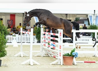 Hannoveriano, Yegua, 4 años, 167 cm, Castaño oscuro