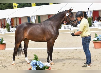 Hannoveriano, Yegua, 4 años, 167 cm, Castaño oscuro