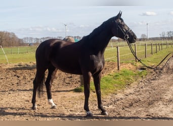 Hannoveriano, Yegua, 4 años, 167 cm, Negro
