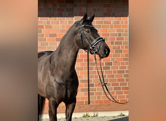 Hannoveriano, Yegua, 4 años, 167 cm, Negro