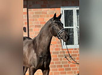 Hannoveriano, Yegua, 4 años, 167 cm, Negro