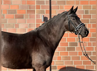 Hannoveriano, Yegua, 4 años, 167 cm, Negro