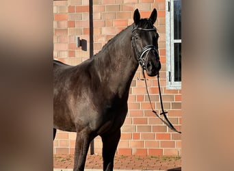 Hannoveriano, Yegua, 4 años, 167 cm, Negro