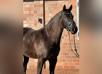 Hannoveriano, Yegua, 4 años, 167 cm, Negro