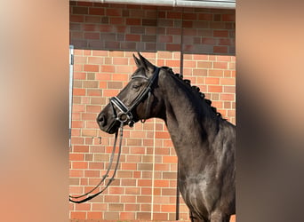 Hannoveriano, Yegua, 4 años, 167 cm, Negro