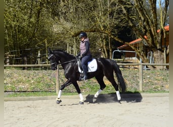 Hannoveriano, Yegua, 4 años, 167 cm, Negro