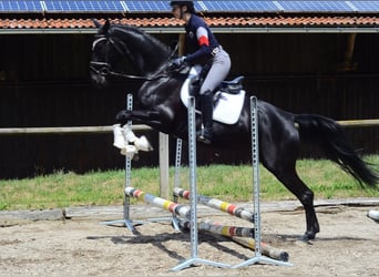 Hannoveriano, Yegua, 4 años, 167 cm, Negro