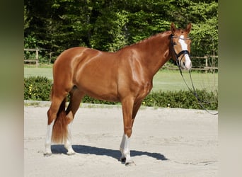 Hannoveriano, Yegua, 4 años, 168 cm, Alazán