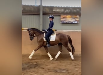 Hannoveriano, Yegua, 4 años, 168 cm, Alazán-tostado