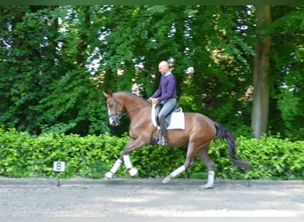 Hannoveriano, Yegua, 4 años, 168 cm, Alazán-tostado
