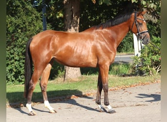 Hannoveriano, Yegua, 4 años, 168 cm, Castaño