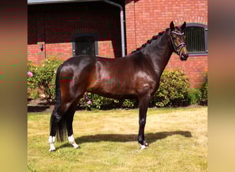 Hannoveriano, Yegua, 4 años, 168 cm, Castaño