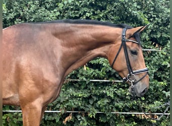 Hannoveriano, Yegua, 4 años, 168 cm, Castaño