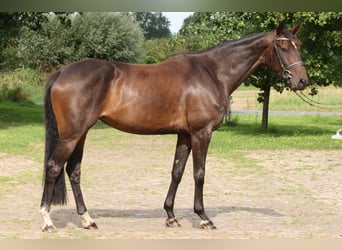 Hannoveriano, Yegua, 4 años, 168 cm, Castaño oscuro