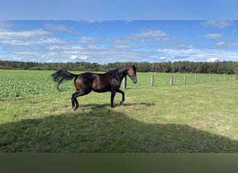 Hannoveriano, Yegua, 4 años, 168 cm, Castaño oscuro
