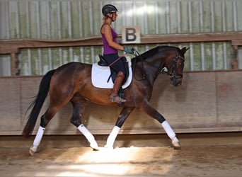 Hannoveriano, Yegua, 4 años, 168 cm, Castaño oscuro