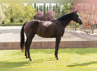 Hannoveriano, Yegua, 4 años, 168 cm, Castaño oscuro