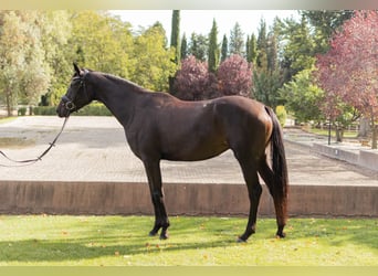 Hannoveriano, Yegua, 4 años, 168 cm, Castaño oscuro