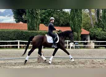 Hannoveriano, Yegua, 4 años, 168 cm, Castaño oscuro