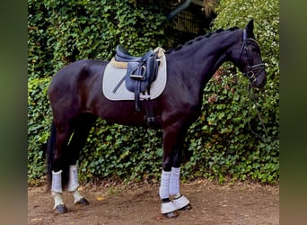 Hannoveriano, Yegua, 4 años, 168 cm, Negro