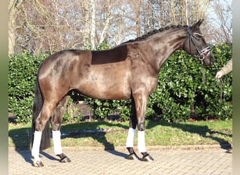 Hannoveriano, Yegua, 4 años, 168 cm, Negro