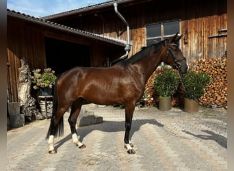 Hannoveriano, Yegua, 4 años, 169 cm, Castaño