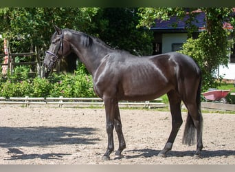 Hannoveriano, Yegua, 4 años, 169 cm, Negro