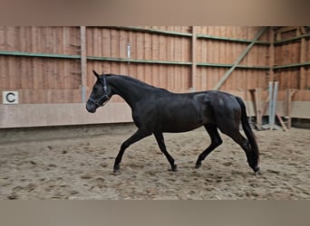 Hannoveriano, Yegua, 4 años, 169 cm, Negro