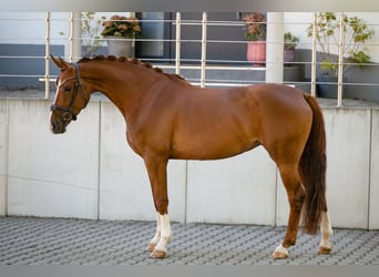 Hannoveriano, Yegua, 4 años, 170 cm, Alazán