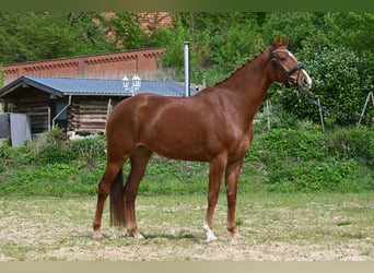 Hannoveriano, Yegua, 4 años, 170 cm, Alazán