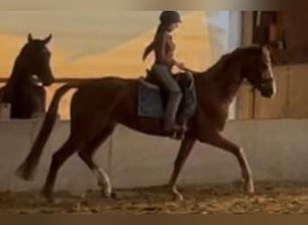 Hannoveriano, Yegua, 4 años, 170 cm, Alazán