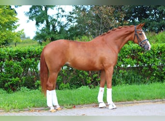 Hannoveriano, Yegua, 4 años, 170 cm, Alazán