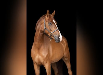 Hannoveriano, Yegua, 4 años, 170 cm, Alazán-tostado