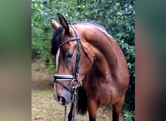 Hannoveriano, Yegua, 4 años, 170 cm, Castaño
