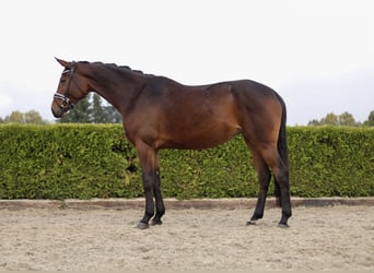 Hannoveriano, Yegua, 4 años, 170 cm, Castaño