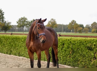 Hannoveriano, Yegua, 4 años, 170 cm, Castaño