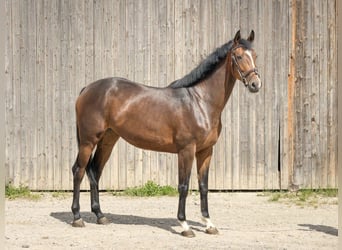 Hannoveriano, Yegua, 4 años, 170 cm, Castaño